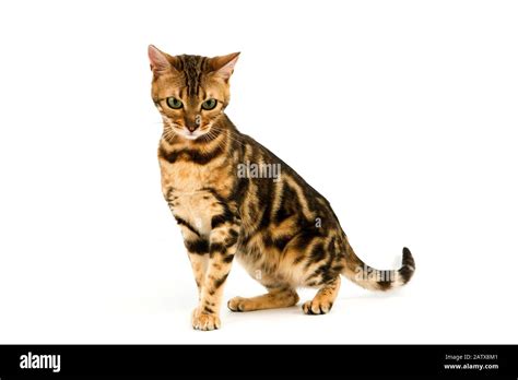 Brown marbled tabby hi-res stock photography and images - Alamy