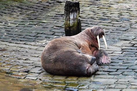 Thor the Walrus spotted in Iceland after Christmas holiday around British coastline | ITV News ...