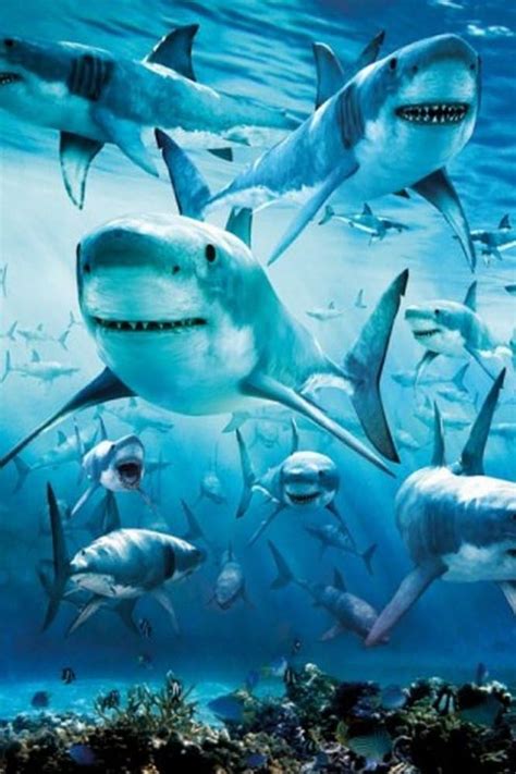 16x20 White Sharks Collage Ocean Animal Kids Room Wall Decor Art Print Poster Impact Posters ...