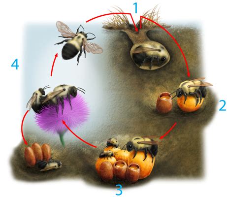 Bumble Bee Anatomy