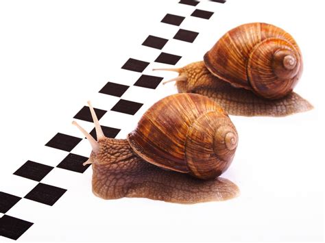 Snail Racing - FullCircle