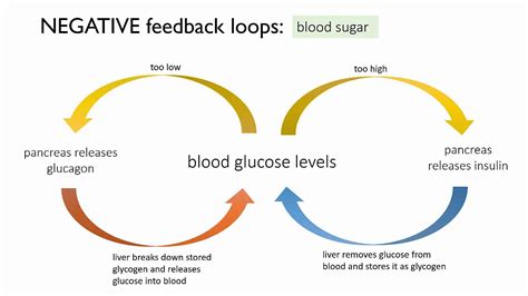 Homeostasis of blood glucose (a negative feedback loop) - YouTube