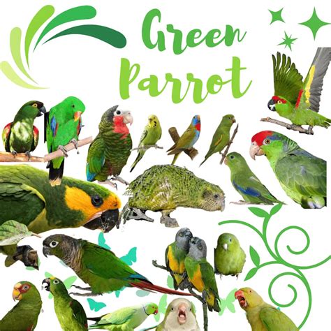 All Different Types of Green Parrots (with Pictures) - Green Parrot ...