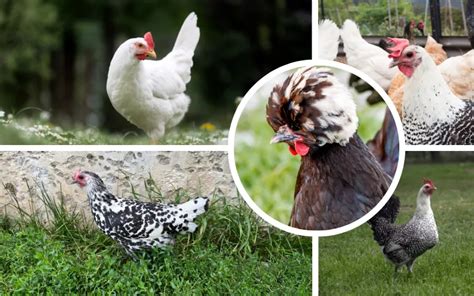 7 Best Chickens That Lay White Eggs - LearnPoultry