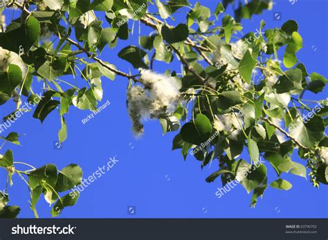 Cottonwood Tree Blooms Blooming Cottonwood Tree Stock Photo 63790702 ...