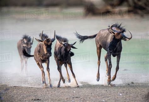 Blue wildebeest calves running in the bush, Botswana - Stock Photo ...