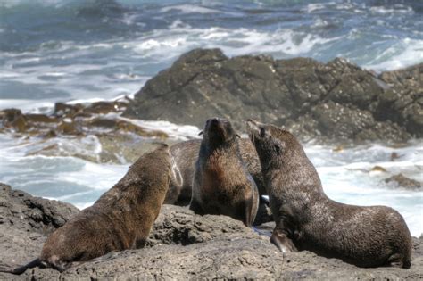 Antarctic Seals List: Pictures, Facts & Information. Seals In Antarctica.