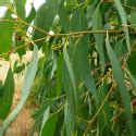 Buy EUCALYPTUS albida, White Leaved Mallee, seed – Australian Seed