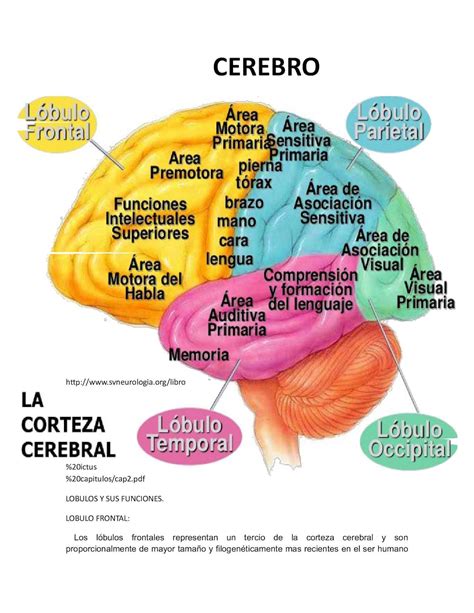 Cerebro Humano Estructura Y Funciones Anatomia Del Cerebro Humano | Images and Photos finder