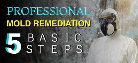 5 Basic Steps for Professional Mold Remediation – Infographic | Service Master Steamboat Springs