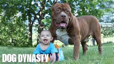 Giant Pit Bull Hulk & The Newborn Baby | DOG DYNASTY - YouTube