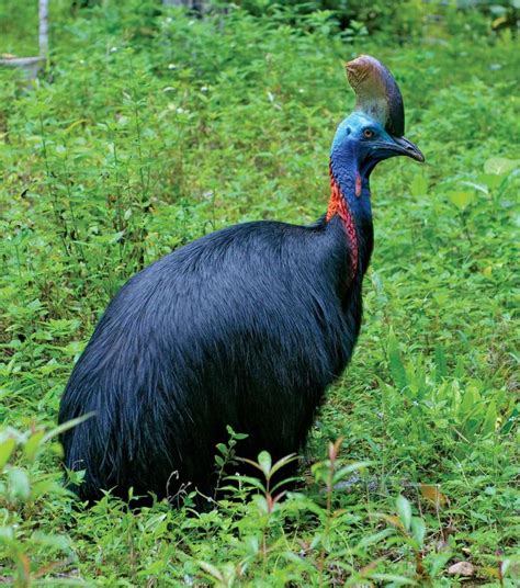 Daintree Rainforest Dangerous Animals | RAINFOREST ANIMAL