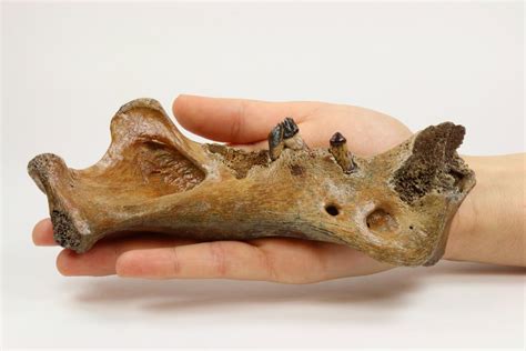 Homotherium fossil [IMAGE] | EurekAlert! Science News Releases