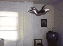 Flying Cat Attack GIF - Flying Cat Attack Dog - Discover & Share GIFs