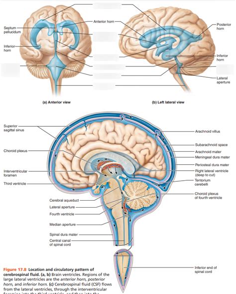 Cerebral Aqueduct / Also called aqueduct of sylvius; - pic-lard