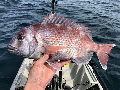 Summer beauties - Fishing for black bream