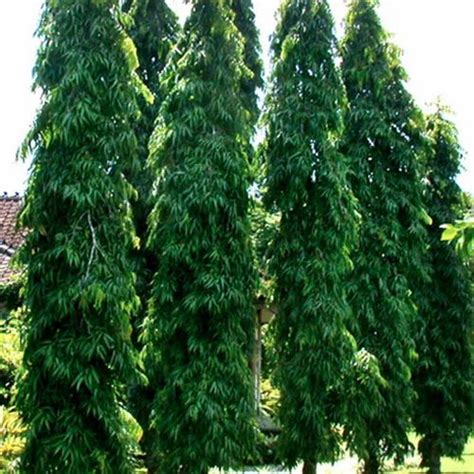 Green Ashok Tree, For Garden at Rs 20/piece in Bongoan | ID: 14114385733