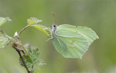 Brimstone (Gonepteryx rhamni). | A female Brimstone spotted … | Flickr