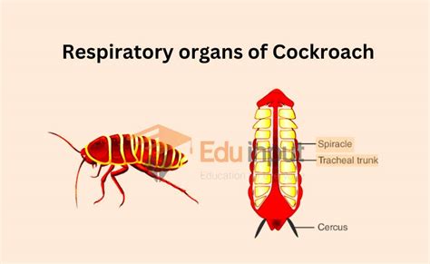 Respiration In Cockroach-Respiratory organs And Mechanism