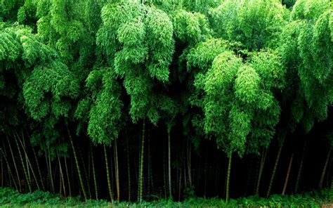 Bamboo Forest Wallpapers - Top Free Bamboo Forest Backgrounds ...