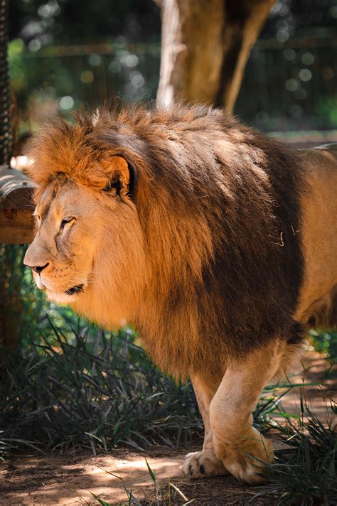 Close up of Lion Roaring · Free Stock Photo