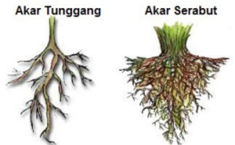 Beda Akar Monokotil dan Dikotil (236)