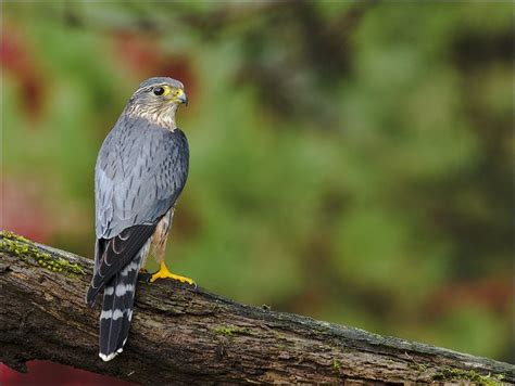 Merlin falcon 12 [Explored] | Wild birds photography, Birds of prey, Birds