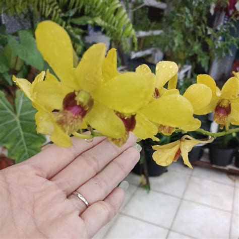 Jual Anggrek Dendrobium Kuning | Shopee Indonesia