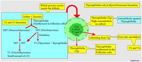 Anti-thyroglobulin antibody (Thyroid auto-antibody, Thyroglobulin antibody) - Labpedia.net