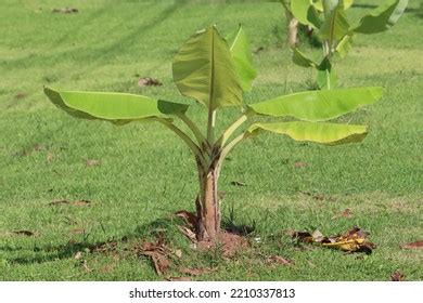 Cambodia Musa Pisang Awak Edible Banana Stock Photo 2210337813 | Shutterstock