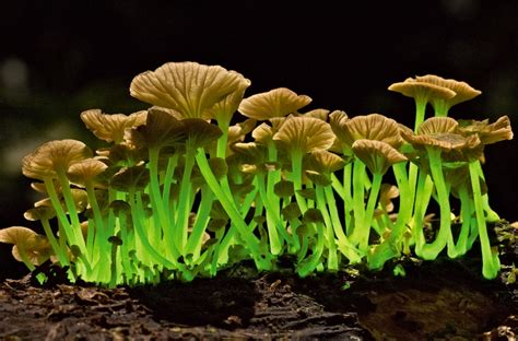 Bioluminescent Mushrooms Photo | One Big Photo