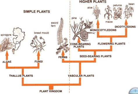 Plant Kingdom Classification | Plant classification, Vascular plant, Plants