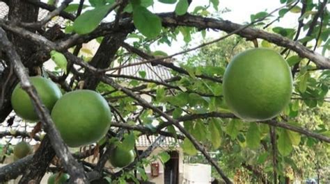 3 Manfaat Buah Berenuk Bagi Kesehatan Tubuh, Salah Satunya Cegah Kanker