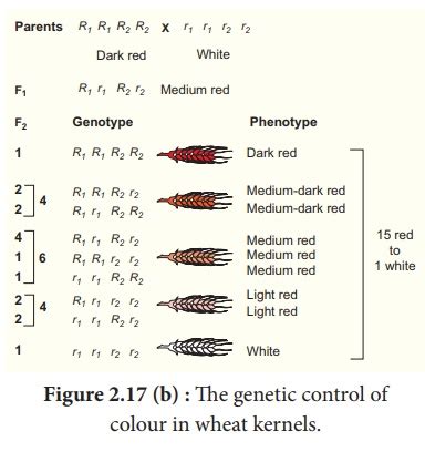 Polygenic Inheritance in Wheat (Kernel colour) - Botany: Classical Genetics