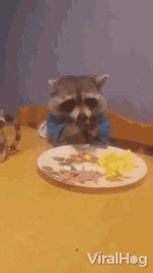 Eating Raccoon Viralhog GIF - Eating Raccoon Viralhog Hungry - Discover ...