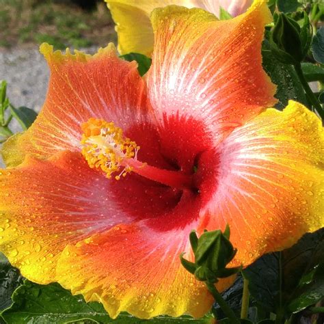 Hibiscus rosa-sinensis 'Hawaiian Sunset', Hibiscus 'Hawaiian Sunset' in ...