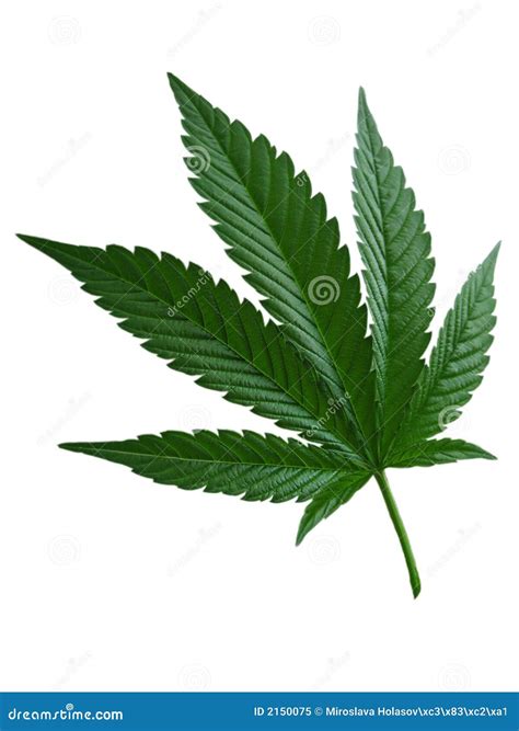 Hemp Leaf Royalty Free Stock Photo - Image: 2150075