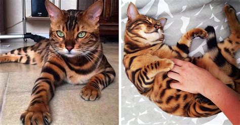 Meet Thor, The Bengal Cat With Purrfectly Beautiful Fur | Bored Panda