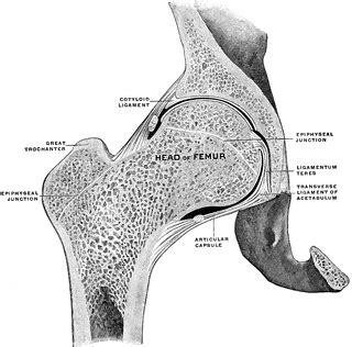 Frontal Section of Hip Joint | ClipArt ETC