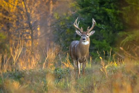 deer, Forest, Trees, Grass, Antlers, Autumn Wallpapers HD / Desktop and Mobile Backgrounds