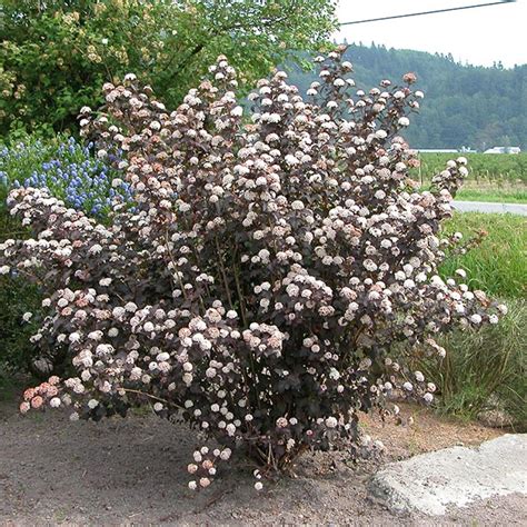 PHYSOCARPUS OPULIFOLIUS - Rasadnik „Jelena”