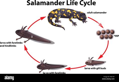 Life Cycle Of Lizard