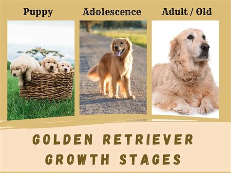 Golden Retriever Growth Chart: Tracking Your Dog's Size and Progress - DogHIB