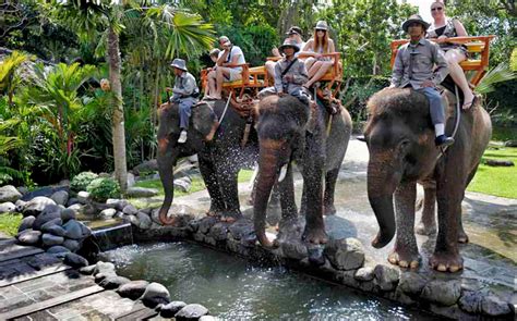 Bali Zoo: Exclusive Elephant Expedition | Headout