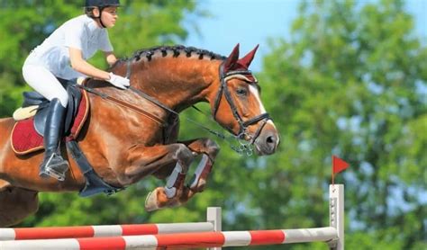 9 Common White Horse Breeds (With Photos) - Horsey Hooves