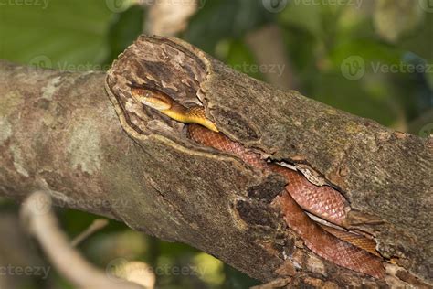 Indonesian Snake on a Tree 20177499 Stock Photo at Vecteezy