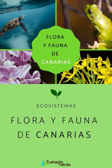 Flora y fauna de canarias – Artofit