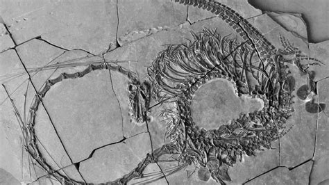 “Incredible experience”: Researchers find 240 million year old dragon fossil in China