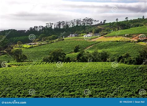 Wine Farm on the Western Cape Wine Route Stock Photo - Image of overcast, groot: 1962244