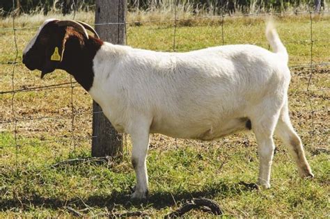 6 Things You Need to Understand About Versatile Miniature Goat Breeds